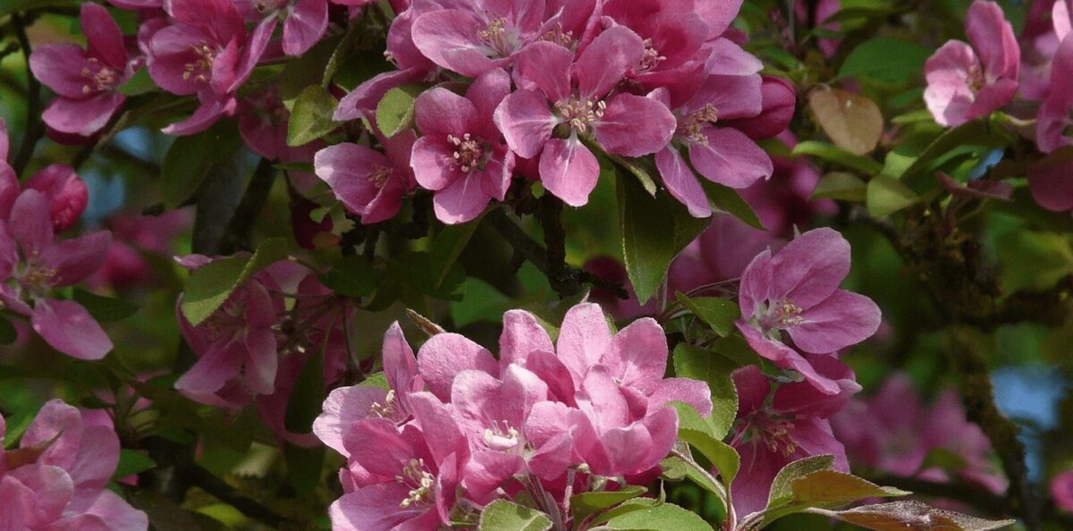 Flors als Campos de Cieza