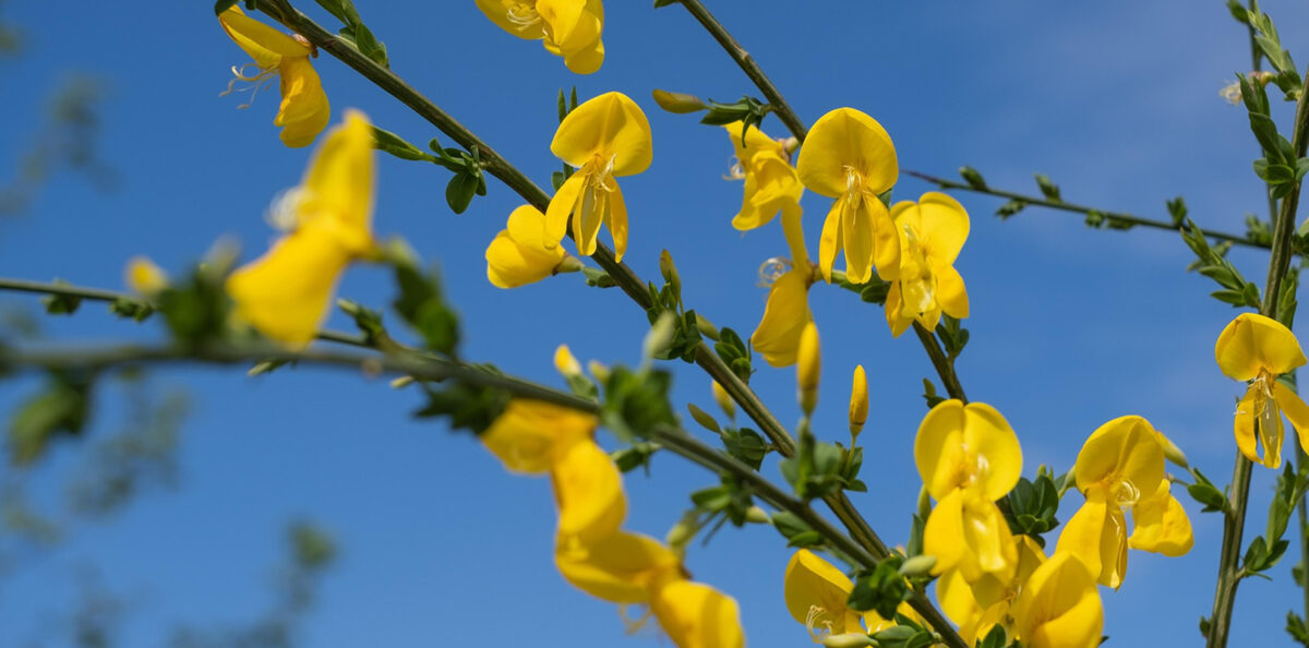Flors de la Serra de Gredos