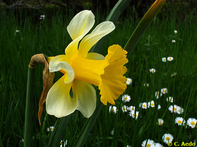 Narcissus pseudonarcissus pseudonarcissus CA21 06 COL