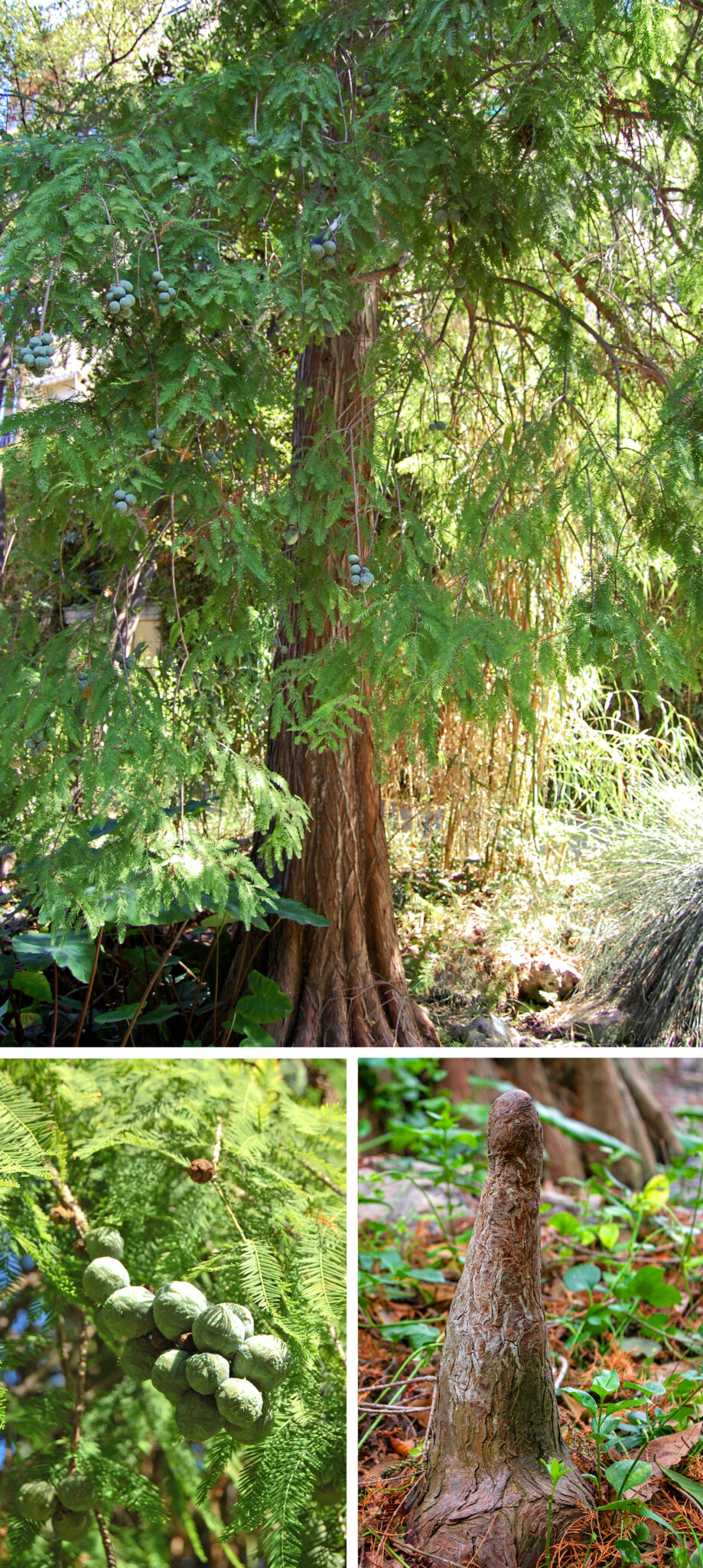 10 árboles del Botànic por el Día del árbol | Espores