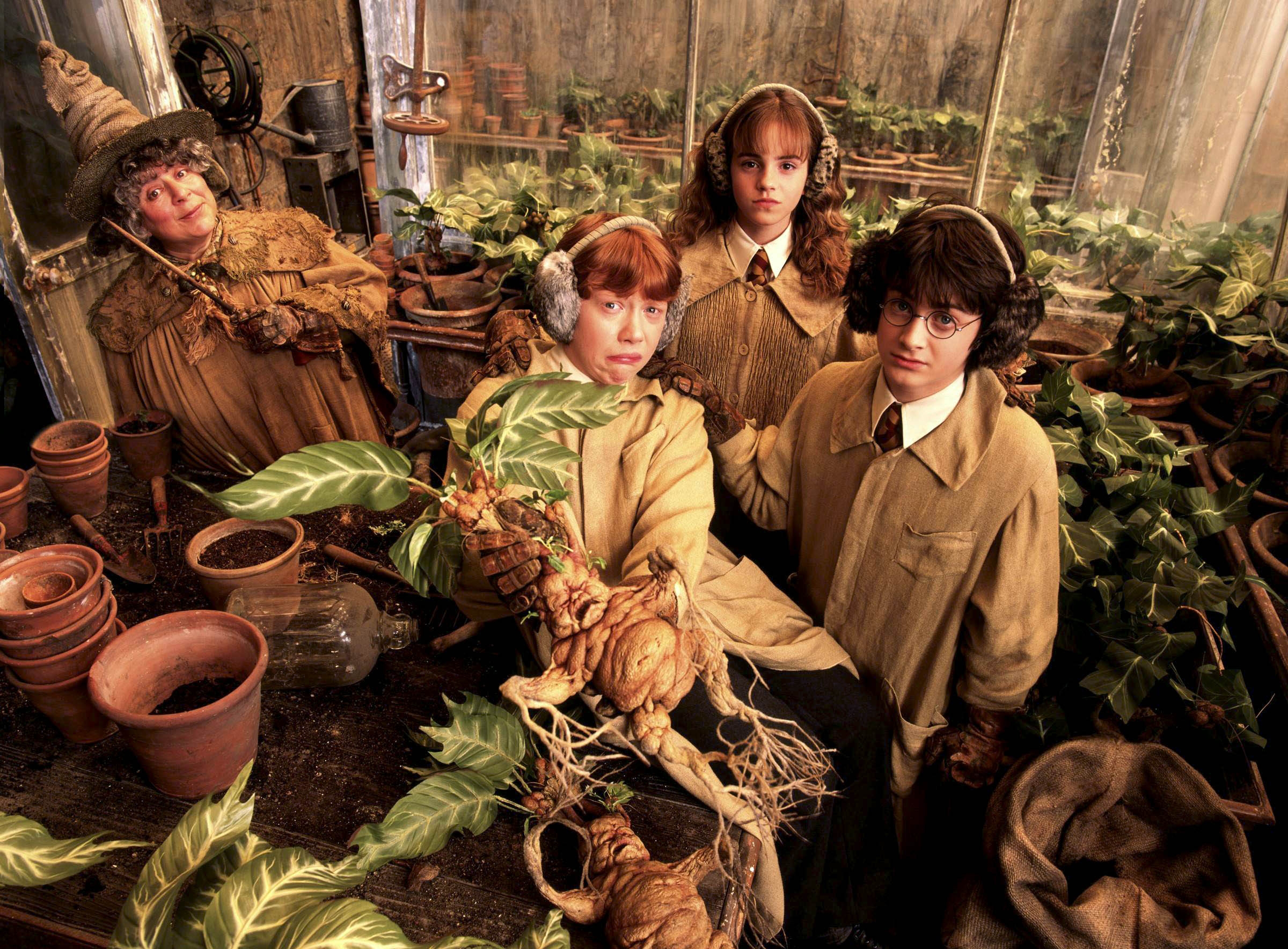 Mandragore/Harry Potter/ Herbology/Botany