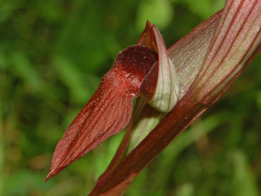 'Serapias vomeracea' / Hectonichus (Wikimedia)