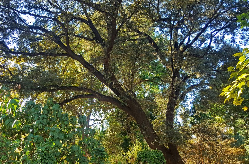 Horquillas en los árboles, ¿suponen siempre un riesgo de caída de ramas? |  Espores